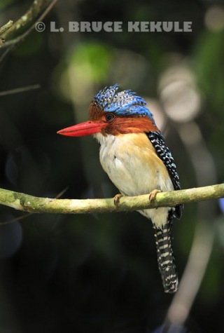 banded-kingfisher_0