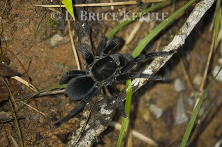 Bird-eating spider in Phu Khieo Wildlife Sanctuary