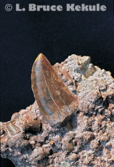 Theropod fossil tooth
