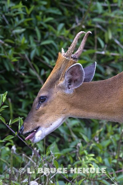 Common muntjac munching on leaves in Khao Yai
