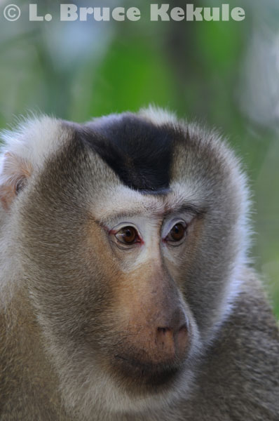 Pig-tailed Macaque in Khao Yai