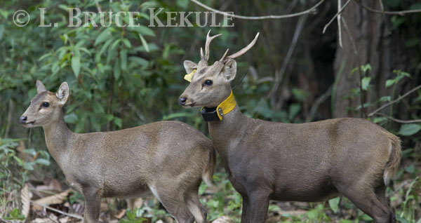 Sambar yearling in Phu Khieo Wildlife Sanctuary
