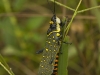 Bombay locust in Phu Khieo Wildlife Sanctuary