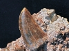 Theropod fossil tooth
