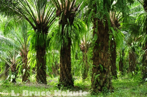Palm oil plantation in Krabi