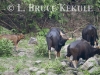 Gaur herd at mineral lick in Huai Kha Khaeng WS