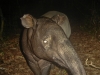 Asian tapir camera-trapped in Khlong Saeng Wildlife Sanctuary