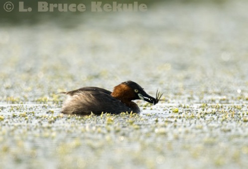 Little grebe with a bug in Khao Ang Rue Nai