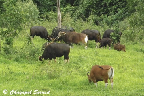 Mixed banteng and gaur herd in Kuiburi