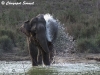 Elephant in Kuiburi