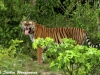 Tiger in Kuiburi