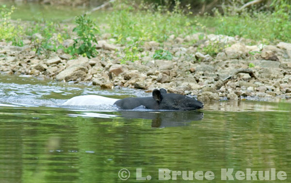 Asian tapir in Kaeng Krachan National Park