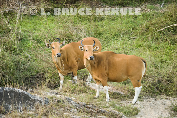 Banteng-cows