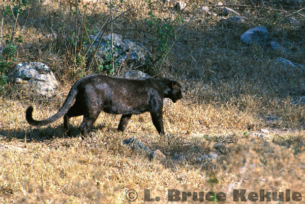 Black leopard in the afternoon sun