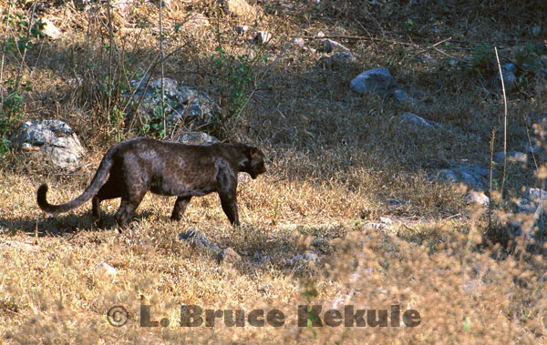 Black leopard in Huai Kha Khaeng Wildlife Sanctuary