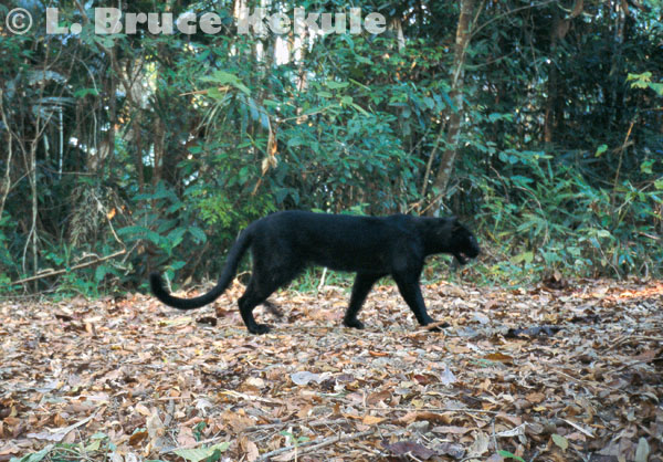 Black leopard camera trapped in Kaeng Krachan