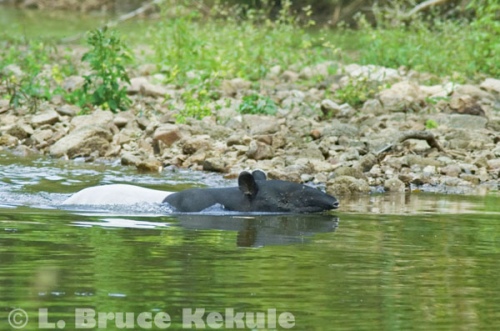 Asian tapir swimming in the Phetchaburi River