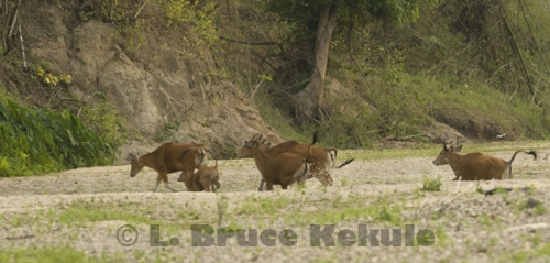 Banteng herd running on a sandbar in Huai Kha Khaeng