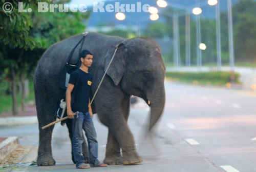 Begging elephant near 700 year stadium in Chiang Mai