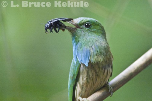 Blue-bearded bee-eater in Kaeng Krachan