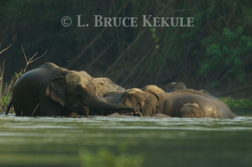 Wild elephant herd in Huai Kha Khaeng