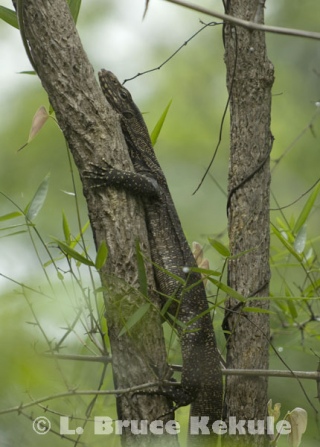 Forest Monitor