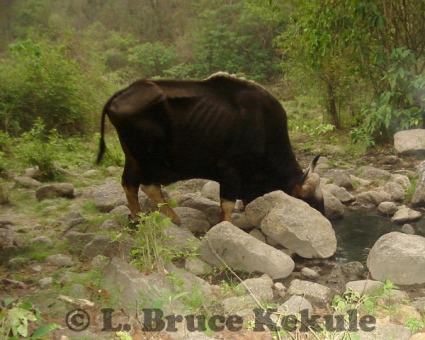 Gaur bull at a waterhole in Huai Kha Khaeng Wildlife Sanctuary, Western Thailand