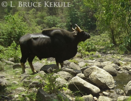 Gaur bull camera-trapped in Huai Kha Khaeng