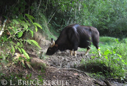 Gaur cow at a mineral lick in the park