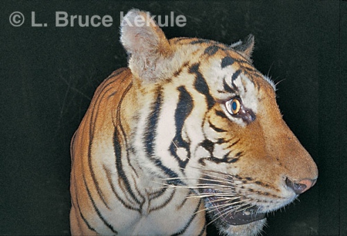 Indochinese tiger portrait