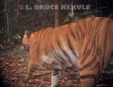 An indochinese tiger on the prowl camera=trapped by the Phetchaburi River in Kaeng Krachan National Park, west Thailand