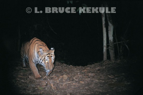 Tiger prowling by the Phetchaburi river
