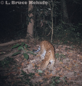 leopard camera trapped in Kaeng Krachan