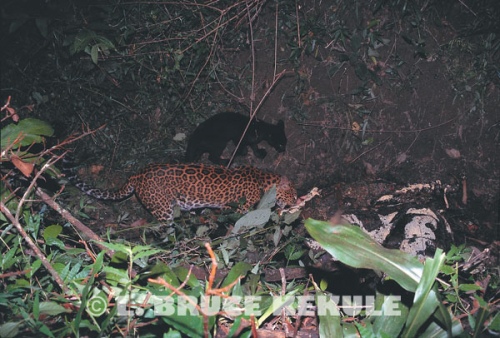 Leopards camera-trapped on kill in Huai Kha Khaeng Wildlife Sanctuary, West Thailand