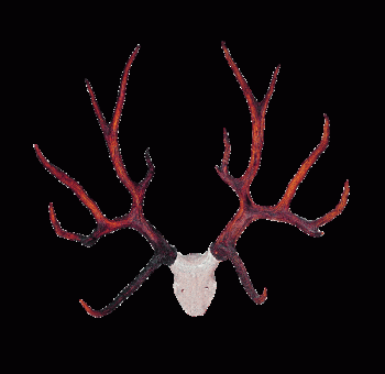schomburgks-deer-antlers-w_0