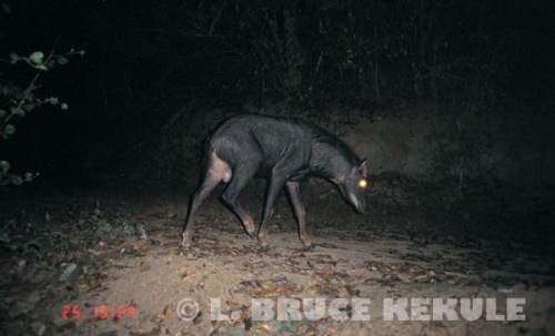 Serow camera-trapped in Kaeng Krachan National Park