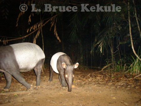 tapir-mother-and-youngster