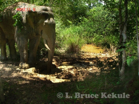 Asian elephant - tusker at a waterhole in Khao Ang Rue Nai
