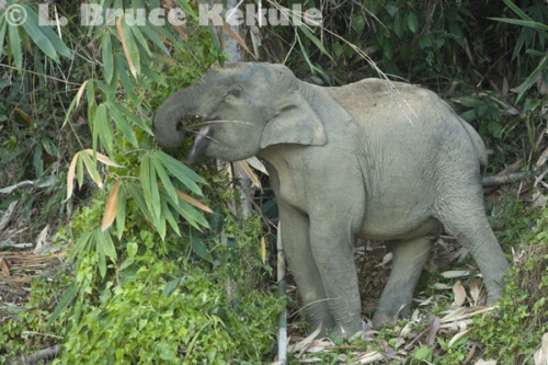 Young tusker in Khlong Saeng