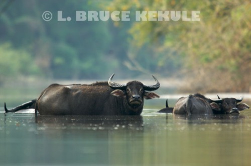 Wild-water-buffalo-herd