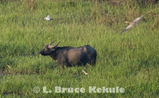 Wild water buffalo bull and herons