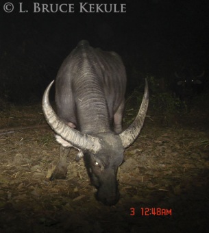 Wild water buffalo camera-trapped in Huai Kha Khaeng