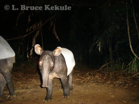 Young Asian tapir and mother in Khlong Saeng Wildlife Sanctuary
