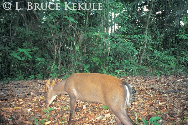 Fea's muntjac male camera-trapped at Kilometer 35 on Pahnern Thung