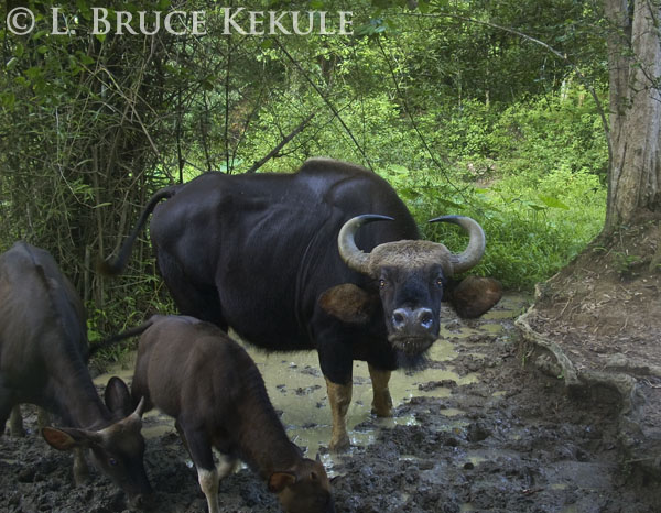 Gaur cow and calves camera-trapped in Kaeng Krachan