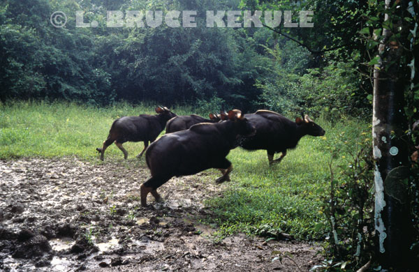 Gaur herd bolting in Kaeng Krachan National Park