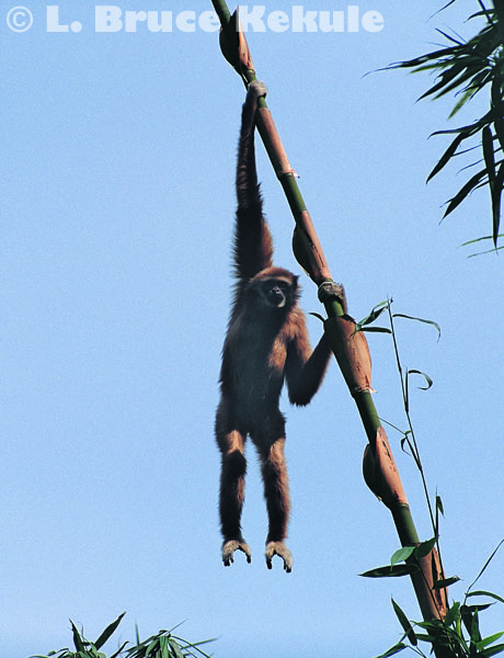 Gibbon hanging from bamboo on Phanern Thung