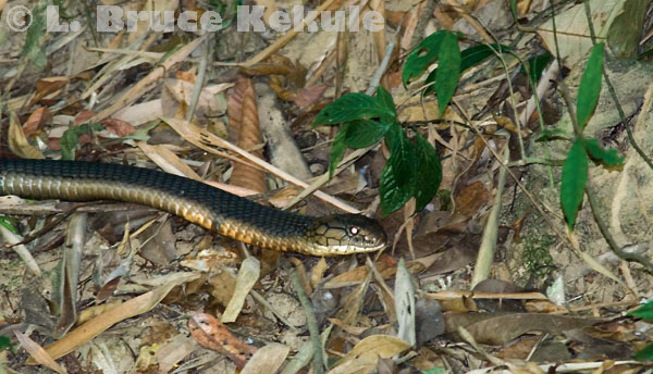 King cobra hunting by the Phetchaburi River