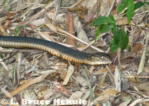 King cobra hunting in Kaeng Krachan