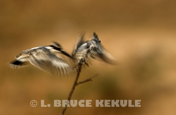 Pied-kingfishers